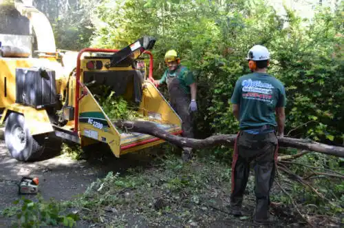 tree services Clayton